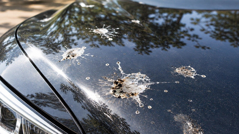 Bird Droppings damage on car paint